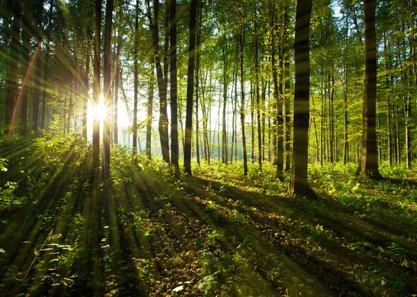 阳光通过森林树木 自然绿色木背景 — 图库照片
