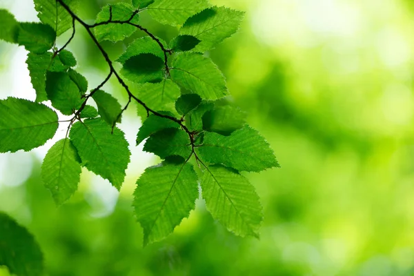 Grüne Blätter Hintergrund Sonnigem Tag — Stockfoto