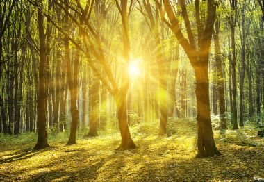 Sonbahar ormanı Güneş ışınlarıyla kesiliyor