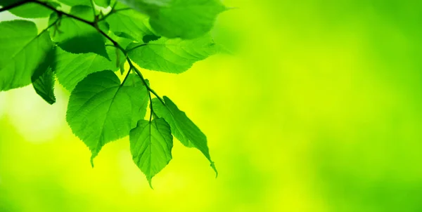 Zielone Liście Tło Słoneczny Dzień — Zdjęcie stockowe