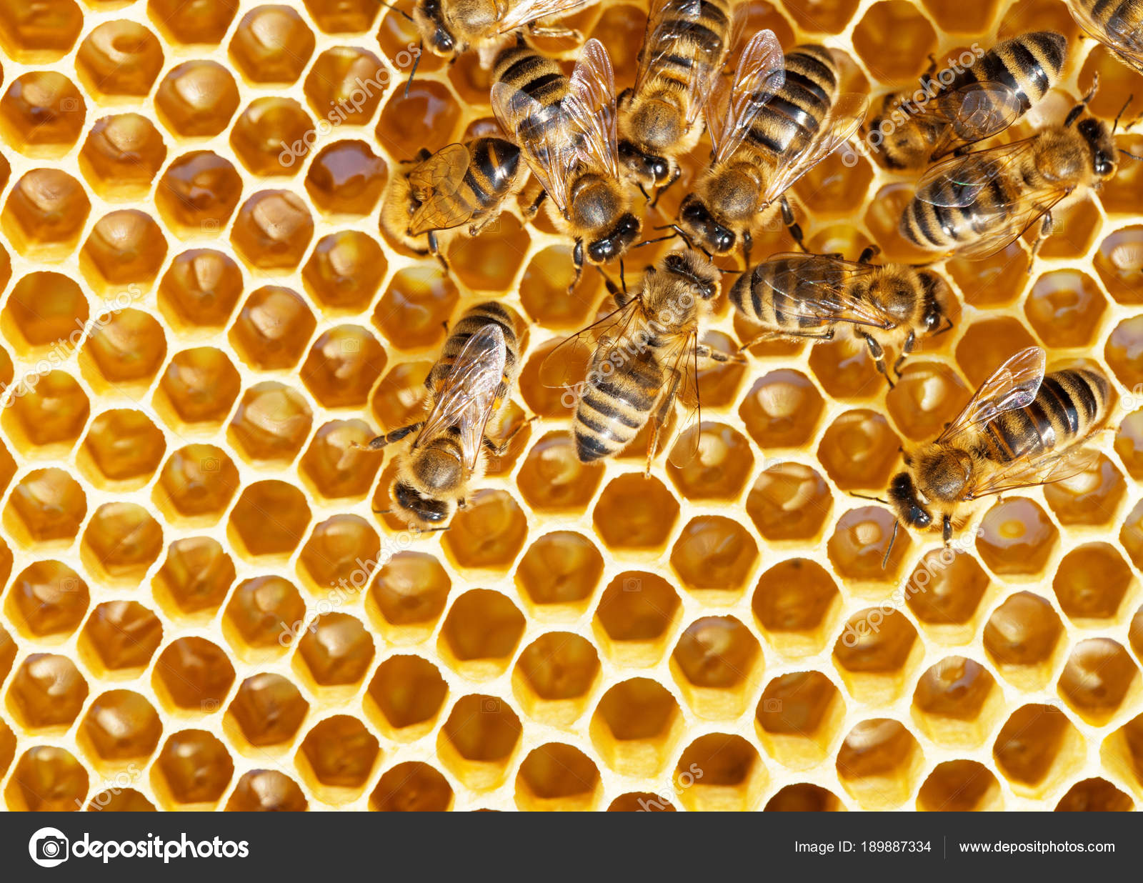 Fondo de pantalla con abejas fotos de stock, imágenes de Fondo de pantalla con abejas sin royalties | Depositphotos Fondo de pantalla con abejas fotos de stock, imágenes de Fondo de pantalla con abejas sin royalties | Depositphotos
