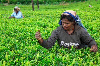 Nuwara Eliya, Sri Lanka - Mach 13, 2017: çay plantasyon içinde Mackwoods kadın çay toplayıcılar görünümünü kapat.