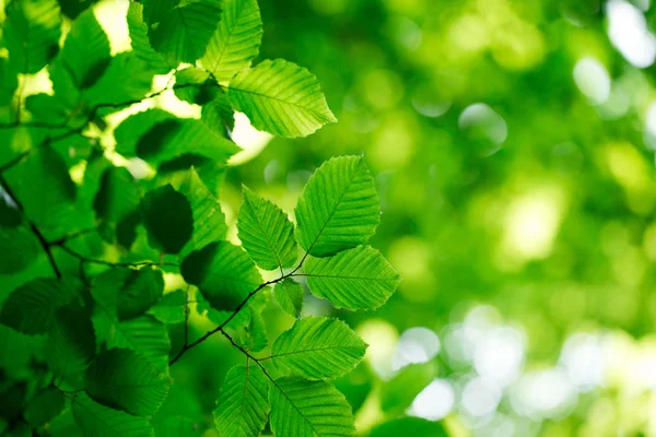 Närbild Gröna Blad Med Suddig Bakgrund — Stockfoto