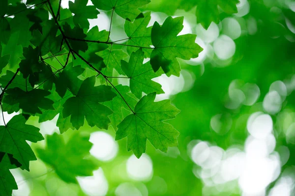 背景をぼかした写真緑の葉のクローズ アップ — ストック写真