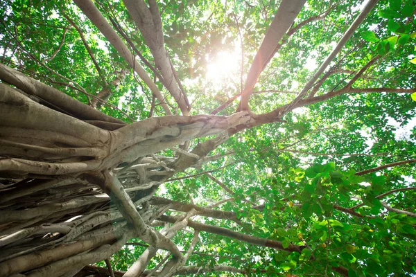 Yeşil Dalları Ile Ağaçlar Güneş Karşı Yaprakları — Stok fotoğraf