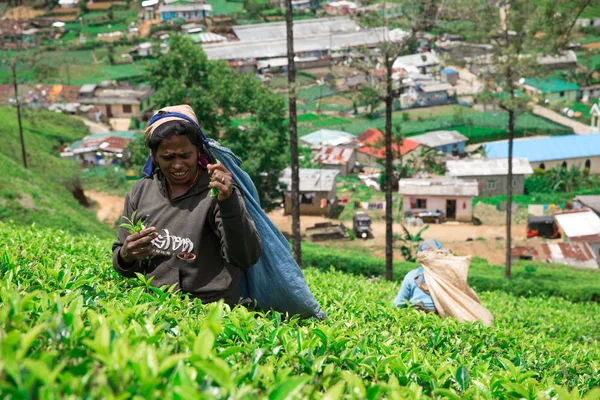 努瓦拉埃利亚努瓦拉埃利亚 斯里兰卡 2017 Mackwoods 茶园女性茶采摘的近观 — 图库照片