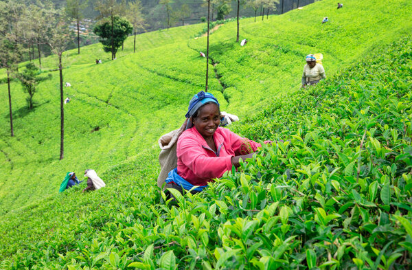 Nuwara Eliya, SRI LANKA - 13 Mach, 2017: close view of female tea pickers in tea plantation in Mackwoods
.