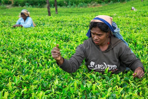 Nuwara Eliya Sri Lanka Mach 2017 Zamknij Widok Kobiet Herbaty — Zdjęcie stockowe