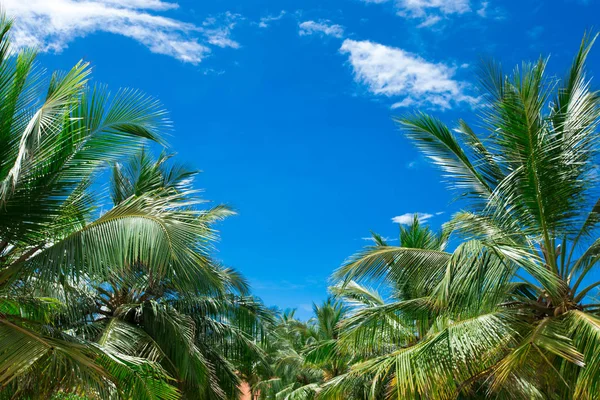 Palmeras contra el cielo azul — Foto de Stock