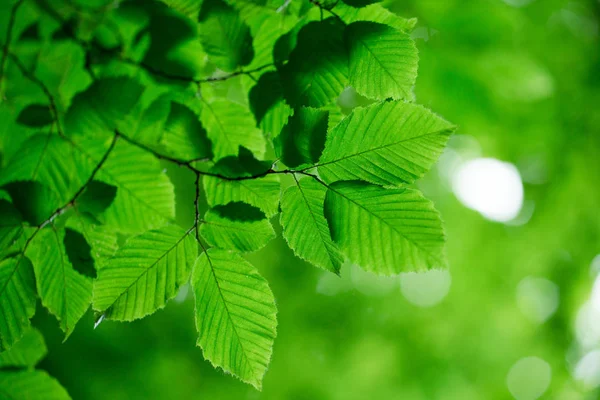 Leaves on the green backgrounds — Stock Photo, Image