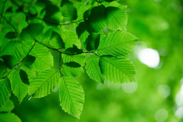 Hojas en los fondos verdes — Foto de Stock