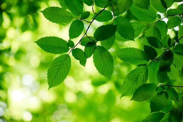 Feuilles sur les fonds verts — Photo