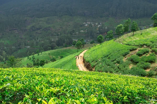 Zöld tea ültetvény. — Stock Fotó