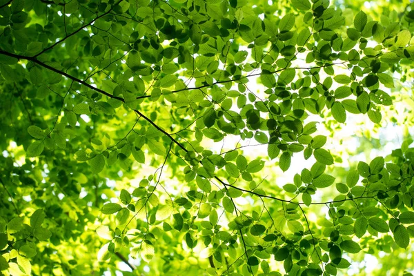 Bladeren op de groene achtergrond — Stockfoto