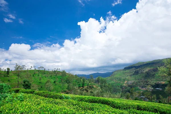 Plantación de té, fondo —  Fotos de Stock