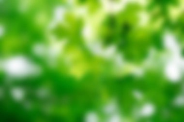 Yeşil bokeh arka plan ve güneş ışığı