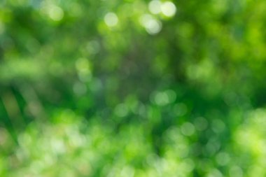 Yeşil bokeh arka plan ve güneş ışığı