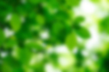 Yeşil bokeh arka plan ve güneş ışığı