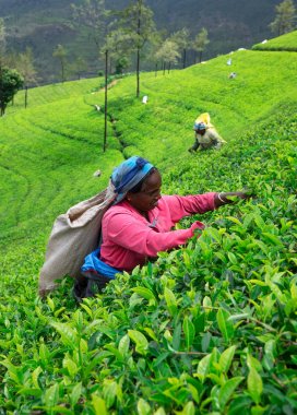 Nuwara Eliya, Sri Lanka - Mach 13: kadın çay seçici çay plantasyon içinde Mackwoods, Mach 13, 2017.tea Endüstri '.