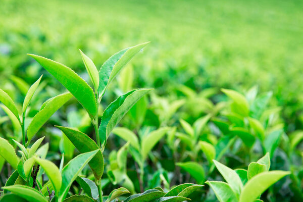 Tea leaves plantation. Nature background