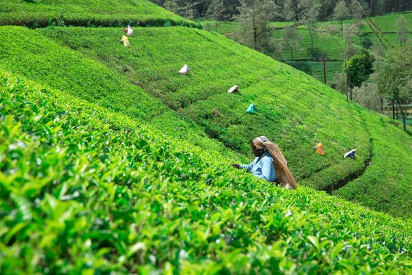 Σρι Λάνκα Μαχ Θηλυκό Τσάι Επιλογέα Φυτεία Τσαγιού Στη Βιομηχανία — Φωτογραφία Αρχείου