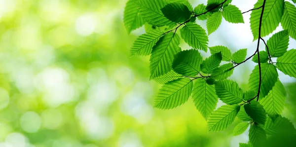 Grüne Blätter Hintergrund Sonnigem Tag — Stockfoto