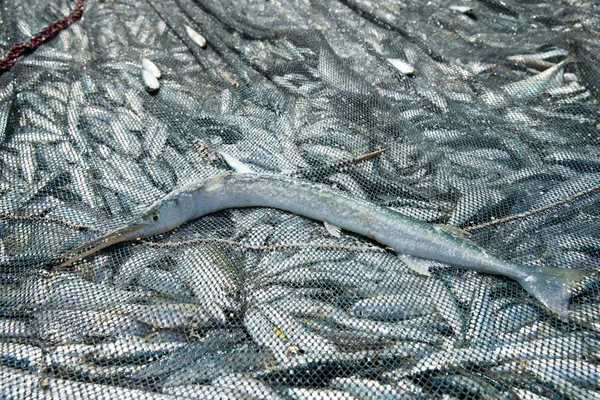 Captura Pescado Fresco Red Pesca Playa — Foto de Stock