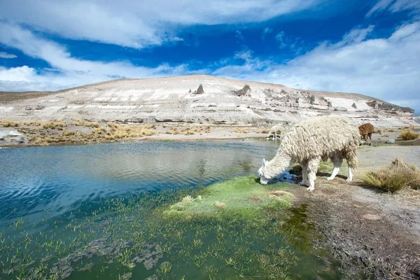 Lama Drinkwater Andes Bergen Peru — Stockfoto