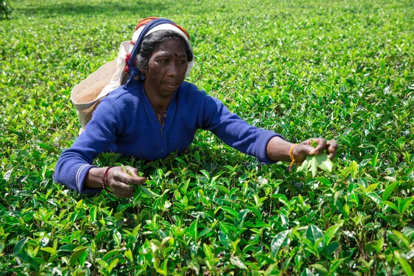 Nuwara Eliya Sri Lanka Mach Catadora Chá Plantação Chá Mackwoods — Fotografia de Stock