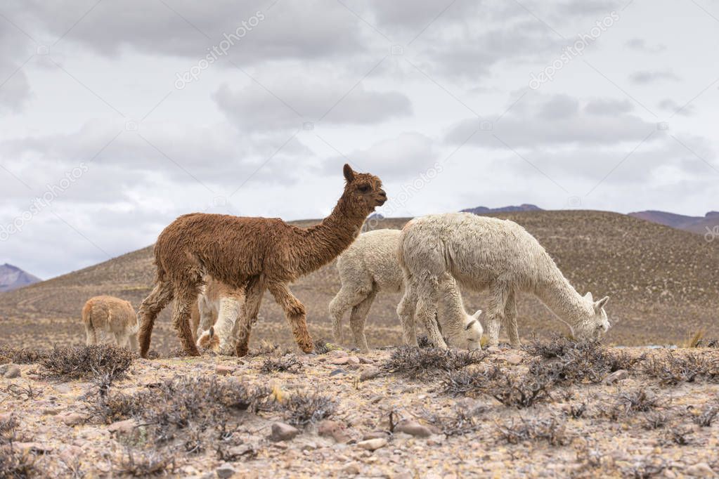 Lamas in Andes, Mountains, Peru