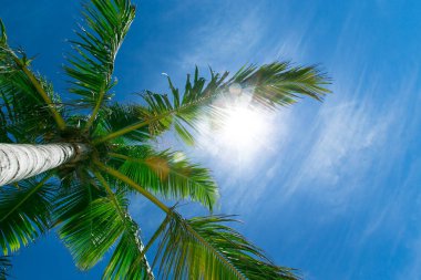 Mavi gökyüzüne karşı palmiye ağacı