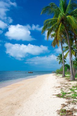 sri Lanka tropikal plaj 