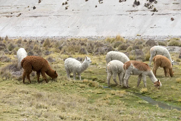 Lamas in Andes,Mountains, Peru — Stock Photo, Image