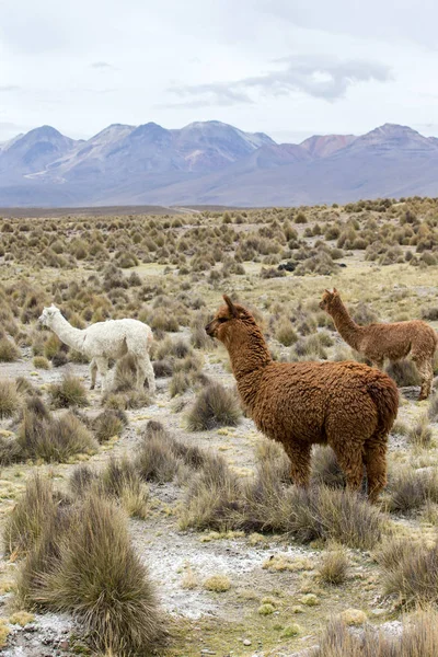 Lamy v Andách, hory, Peru — Stock fotografie