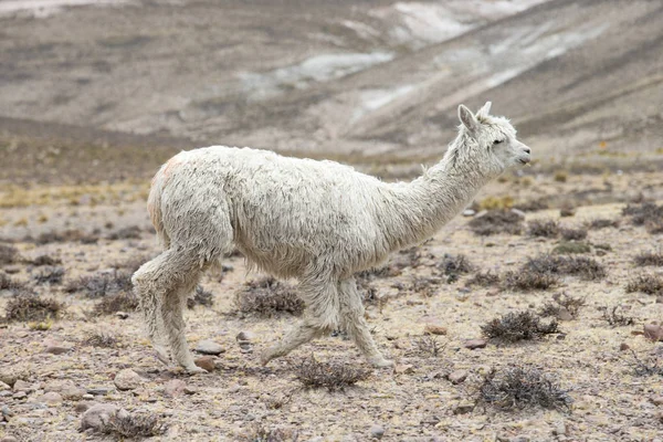 Lama in Andes, Mountains — Stock Photo, Image