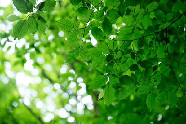 Bladeren op de groene achtergrond — Stockfoto