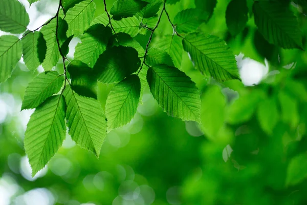 Зелене листя на зеленому фоні — стокове фото