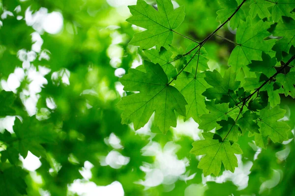 Листья на зеленом фоне — стоковое фото