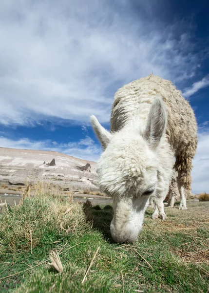Lama en Andes, Montañas — Foto de Stock