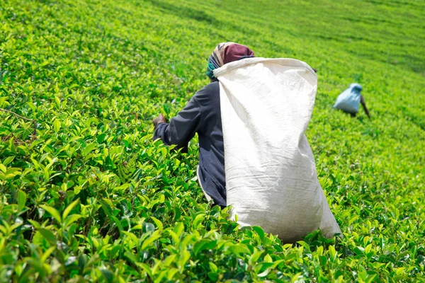 De Plukker van de vrouwelijke thee in de thee plantage — Stockfoto