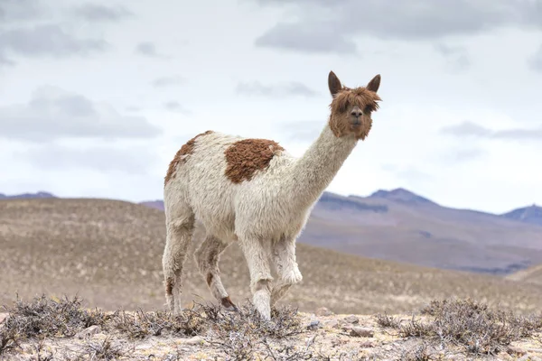 Lama in Andes, Mountains Stock Picture
