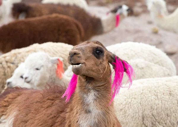 Lamas in Andes,Mountains, Peru Stock Photo