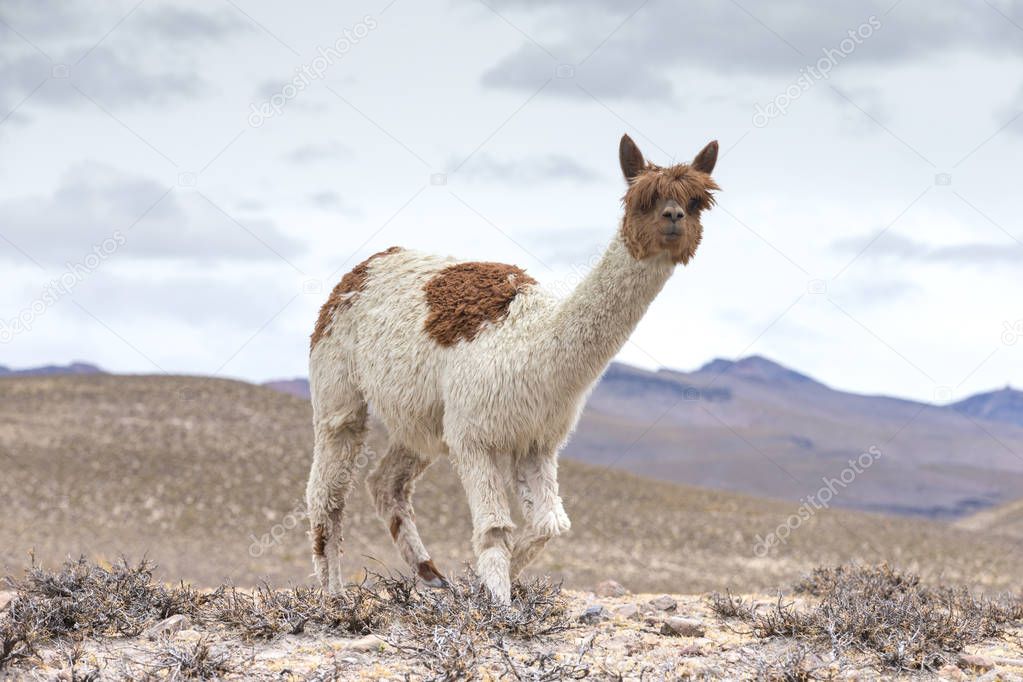 lama in Andes, Mountains