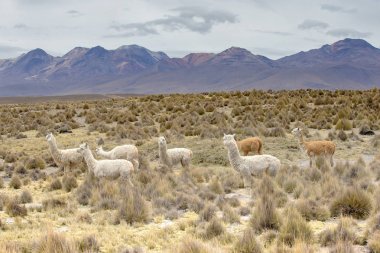 lamas in Andes,Mountains, Peru clipart