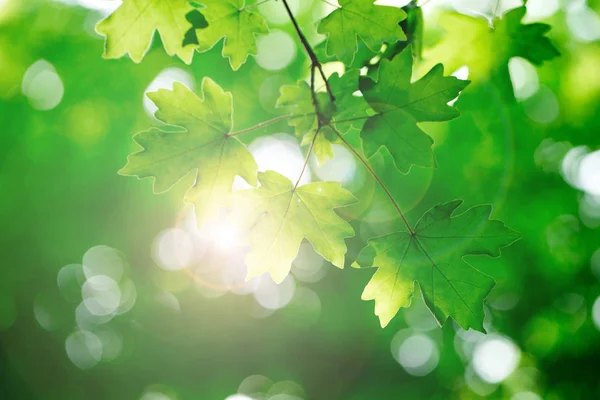 Gröna Blad Grön Bakgrund — Stockfoto