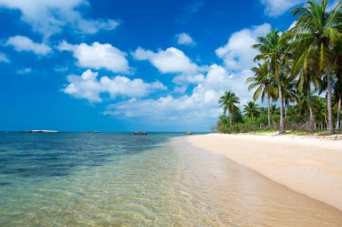 Sri Lanka 'da tropik bir sahil. Turizm için yaz tatili ve tatil kavramı.