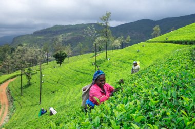 Nuwara Eliya, Sri Lanka - Mach 13: kadın çay seçici çay plantasyon içinde Mackwoods, Mach 13, 2017.tea Endüstri '.