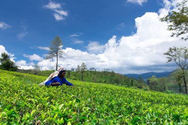 Nuwara Eliya, Sri Lanka - Mach 13: kadın çay seçici çay plantasyon içinde Mackwoods, Mach 13, 2017.tea Endüstri '.