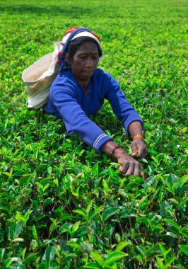 Nuwara Eliya, Sri Lanka - Mach 13: kadın çay seçici çay plantasyon içinde Mackwoods, Mach 13, 2017.tea Endüstri '.