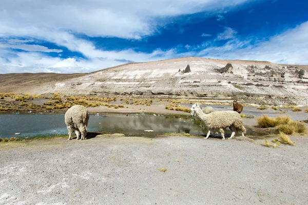 Lamas Huancavelica Peru — Fotografia de Stock
